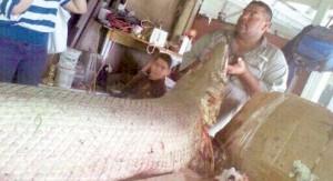 alligator gar pic2