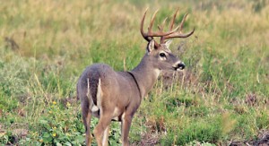 Great Outdoors (Whitetail Deer) pic-11-17-11