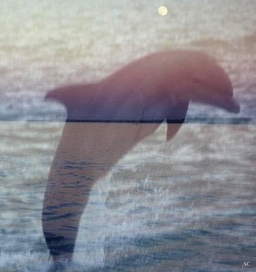 Nature Niche pic-11-17-11
