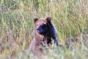 Great Outdoors pic-12-22-11