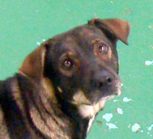 Wiona