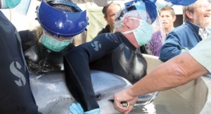 dolphin rescue pic1