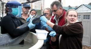 dolphin rescue pic2 dolphin rescue pic2