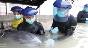 dolphin rescue pic3 dolphin rescue pic3