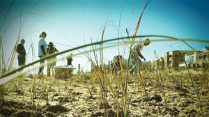 dune restoration pic1