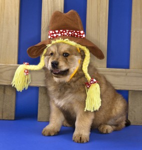 Puppy in cowgirl outfit