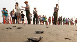 hatchlings