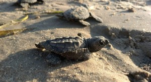 turtle hatchings