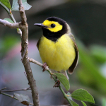 Hooded Warbler