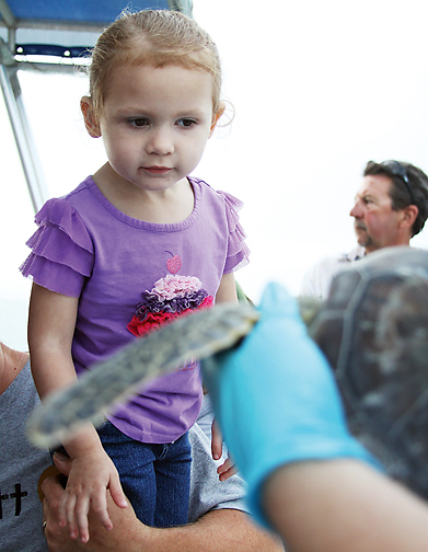 Three-year-old Katherine Benson looks on quietly as a Sea Turtle, Inc. volunteer shows passengers a rescued Atlantic green sea turtle prior to its release. (Staff photo by Dina Arévalo).