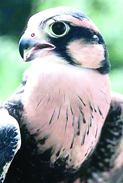 Aplomado falcon. (Courtesy Chris Perez, Lower Rio Grande Valley National Wildlife Refuge)