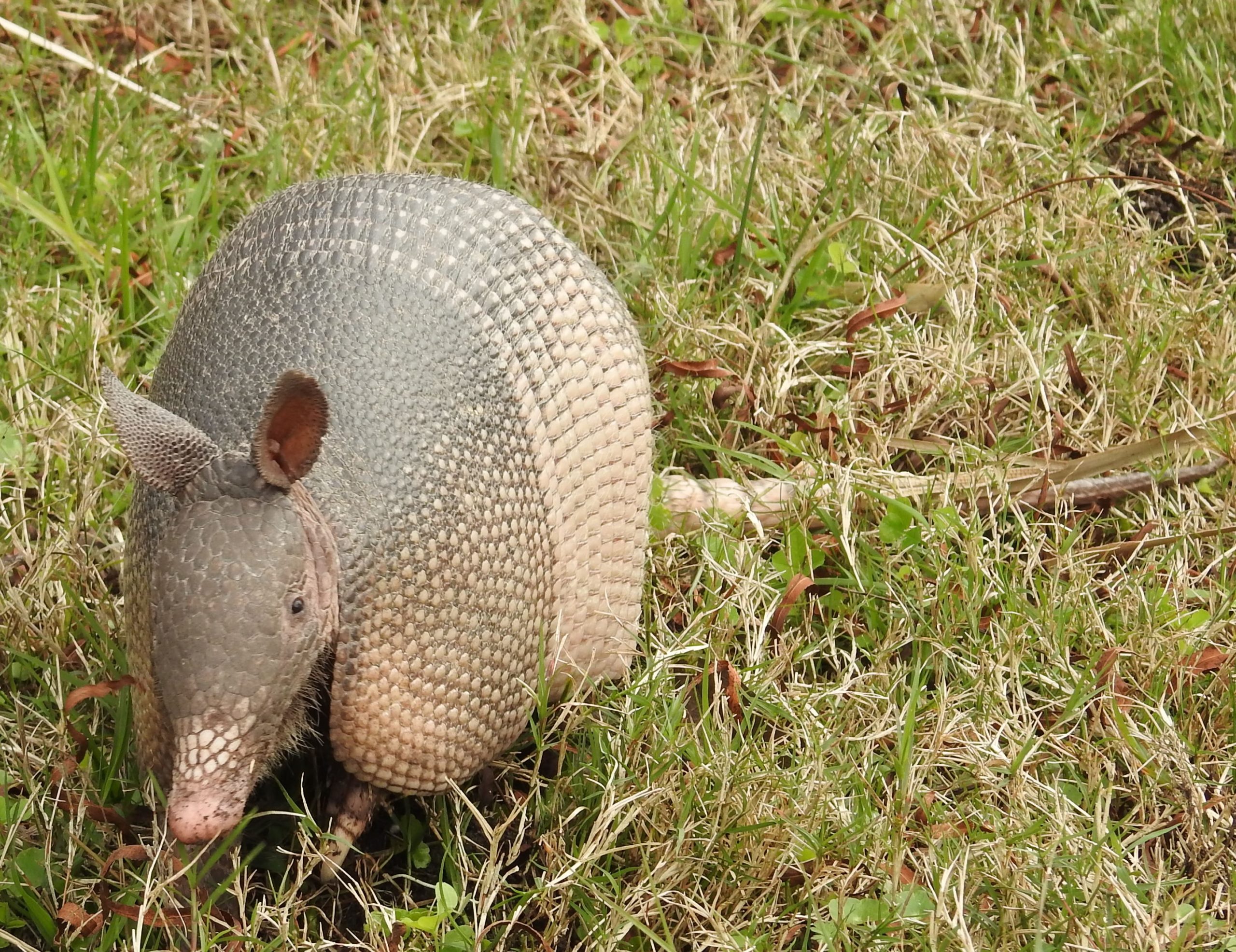 Creatures Among Us: The Nine-Banded Armadillo – Port Isabel-South Padre  Press