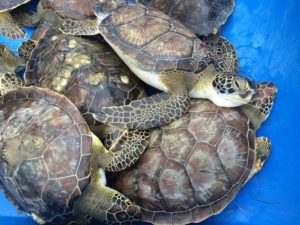 Sea Turtle Inc. rescues over 200 sea turtles during cold snap
