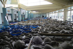 COLD STUNNED: Thousands of sea turtles recovered by volunteers