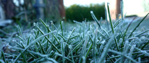 Tips for post-freeze lawn revival