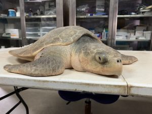 Sea turtle hit by car survives