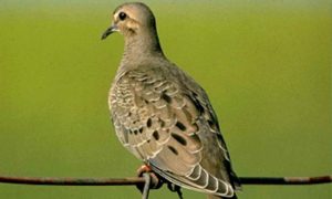 TPWD: Great dove season expected