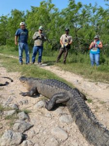 SPI Alligator Sanctuary assist Game Wardens with alligator relocation
