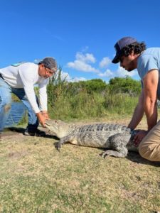 Nuisance alligator rescued from SPI Golf Course