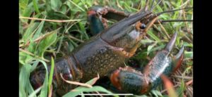 Invasive Australian Redclaw Crayfish found in Brownsville