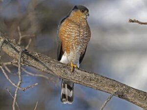 Our visiting sharp-shinned hawk