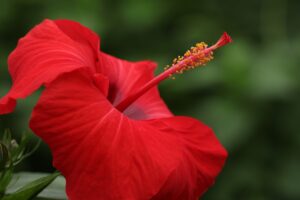 Hibiscus blooms with love
