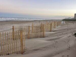 SPI continues successful dune restoration