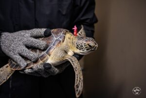 Sea Turtle Inc. responds to cold stun emergency