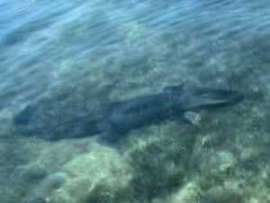 Alligator surprises boaters on SPI Bay